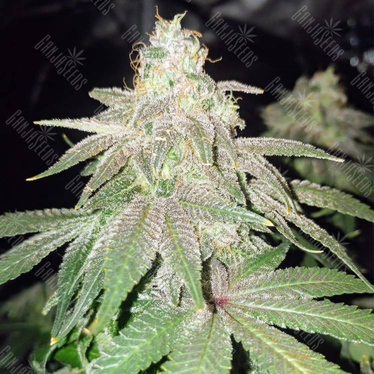 хорошие семена конопли Bubba Kush feminised Humboldt Seeds хорошие семена конопли Bubba Kush feminised Humboldt Seeds