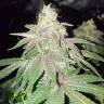 хорошие семена конопли Bubba Kush feminised Humboldt Seeds хорошие семена конопли Bubba Kush feminised Humboldt Seeds