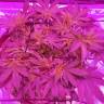 семена конопли Россия Bubba Kush feminised Humboldt Seeds семена конопли Россия Bubba Kush feminised Humboldt Seeds
