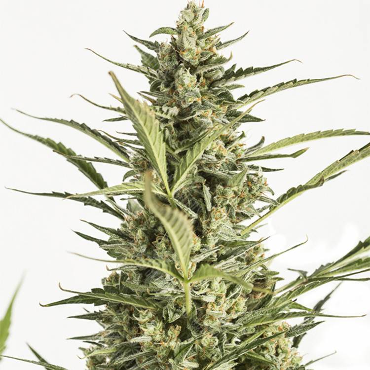 Семена конопли Auto Critical Jack feminised Ganja Seeds Семена конопли Auto Critical Jack feminised Ganja Seeds