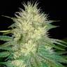 семена конопли интернет магазин White Russian feminised GanjaLiveSeeds