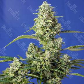 Auto Gorilla Girl XL feminised Ganja Seeds