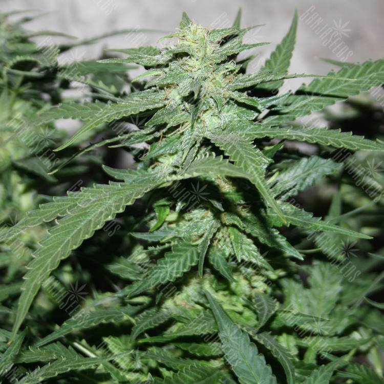Auto White Widow feminised Breeders Community Seeds