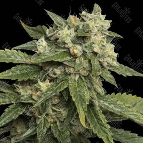 Sour Kosher feminised DNA Genetics
