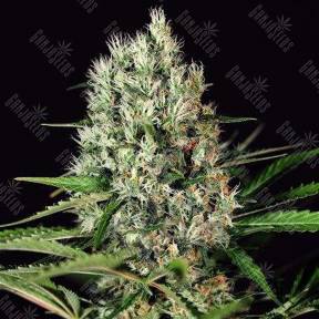Quick Mass feminised Exotic Seed