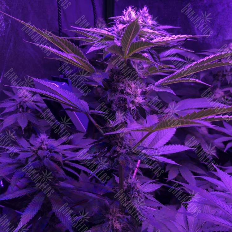 семена конопли в России Bubba Kush 2.0 feminised Humboldt Seeds