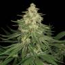 семена конопли дешево Allkush feminised Paradise Seeds