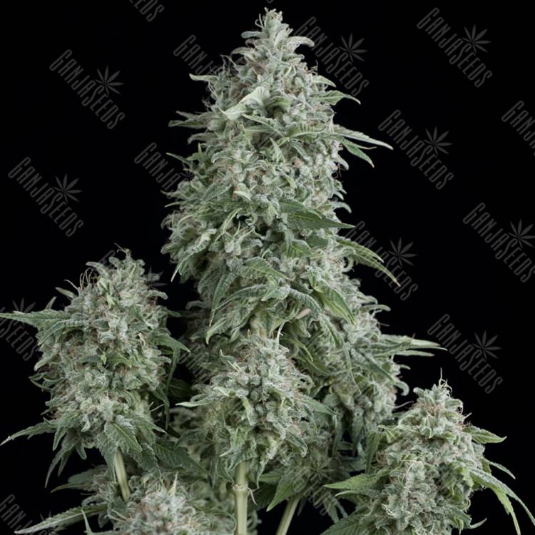 семена конопли для посадки купить Anubis feminised Pyramid Seeds