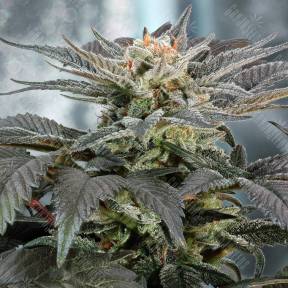 Fruit Spirit feminised Royal Queen