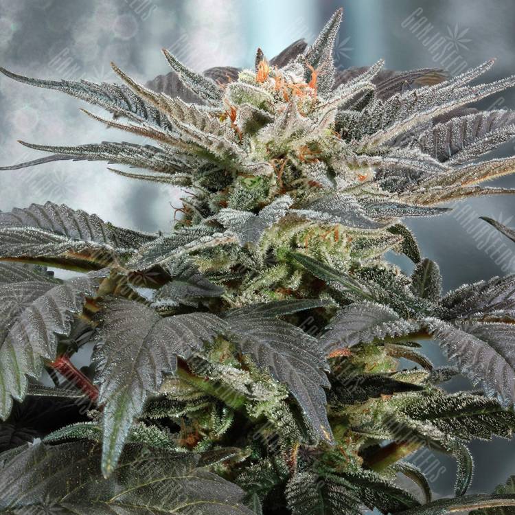 заказать качественные семена конопли Fruit Spirit feminised Royal Queen