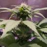 семена конопли для посадки купить Black Jack F1 Fast Version feminised Sweet Seeds семена конопли для посадки купить Black Jack F1 Fast Version feminised Sweet Seeds