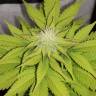 семена конопли курьером Black Jack F1 Fast Version feminised Sweet Seeds семена конопли курьером Black Jack F1 Fast Version feminised Sweet Seeds