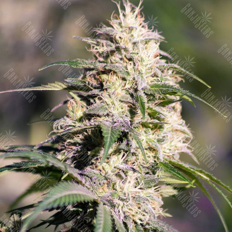 Семена марихуаны в России Big Bud feminised GanjaLiveSeeds
