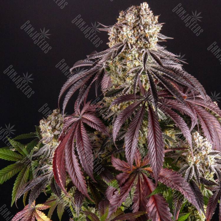 Семена Auto Purple Punch OG XL feminised Ganja Seeds Семена Auto Purple Punch OG XL feminised Ganja Seeds