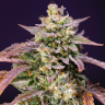 Семена купить Auto Purple Punch OG XL feminised Ganja Seeds Семена купить Auto Purple Punch OG XL feminised Ganja Seeds