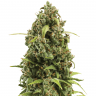 заказать семена конопли Auto Lowryder #2 regular