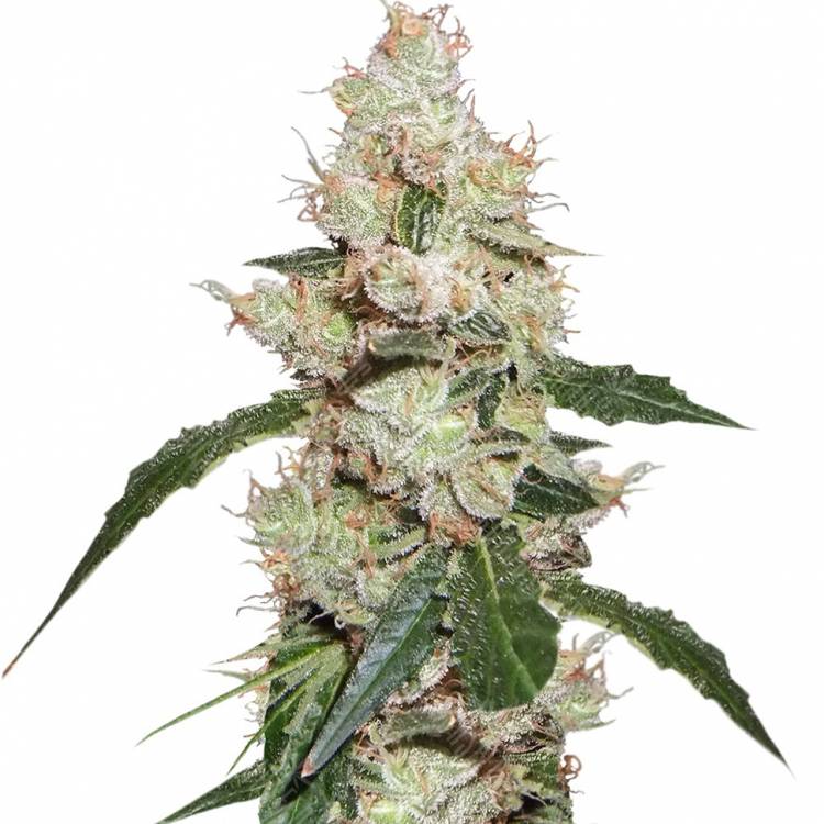 регулярные семена конопли купить White Widow regular регулярные семена конопли купить White Widow regular