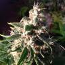 Auto Think Different feminised Dutch Passion Seeds