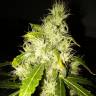 AK 47 feminised Breeders Community Seeds