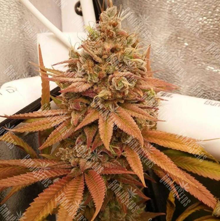 купить элитные семена конопли Californian Orange regular купить элитные семена конопли Californian Orange regular