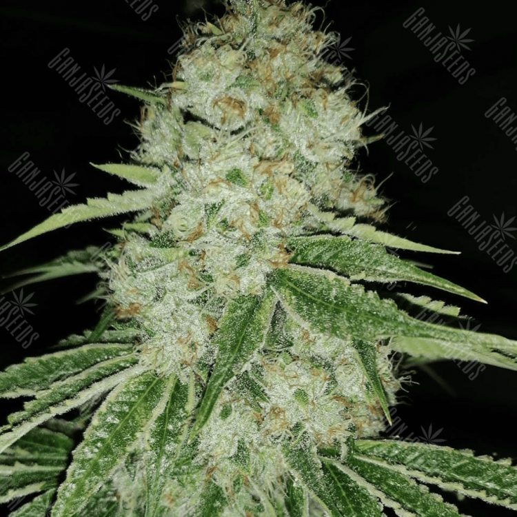 Auto Moscow Blueberry regular Ganja Seeds