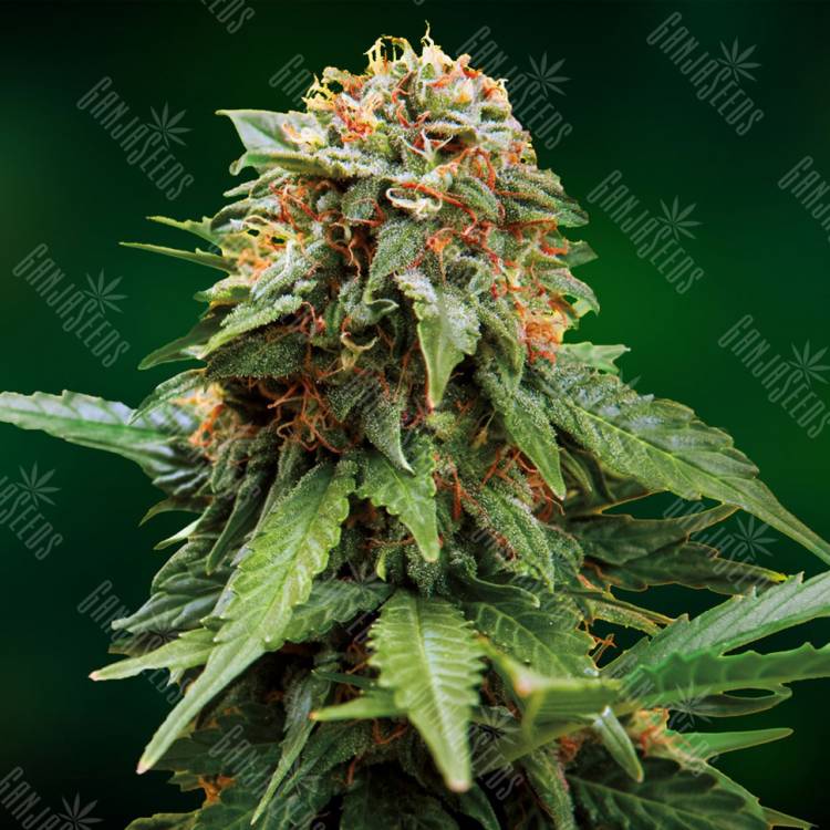 семена конопли в России Tangerine Dream feminised Barneys Farm семена конопли в России Tangerine Dream feminised Barneys Farm
