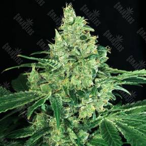 Sir Jack feminised Exotic Seed
