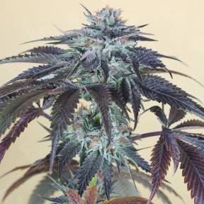 Bubba's Gift feminised Humboldt Seeds