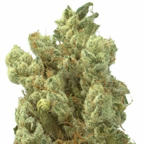 Sour Glue feminised Medical Seeds