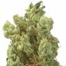качественные семена конопли Sour Glue feminised Medical Seeds