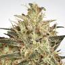 мощные семена конопли Atomical Haze feminised Paradise Seeds