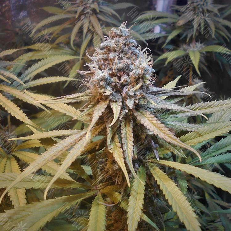 семена конопли курьером Amnesia Gold feminised Pyramid Seeds семена конопли курьером Amnesia Gold feminised Pyramid Seeds