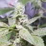 семена индийской конопли Fat Banana feminised Royal Queen семена индийской конопли Fat Banana feminised Royal Queen