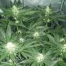 семена конопли элитных сортов Black Jack feminised Sweet Seeds семена конопли элитных сортов Black Jack feminised Sweet Seeds