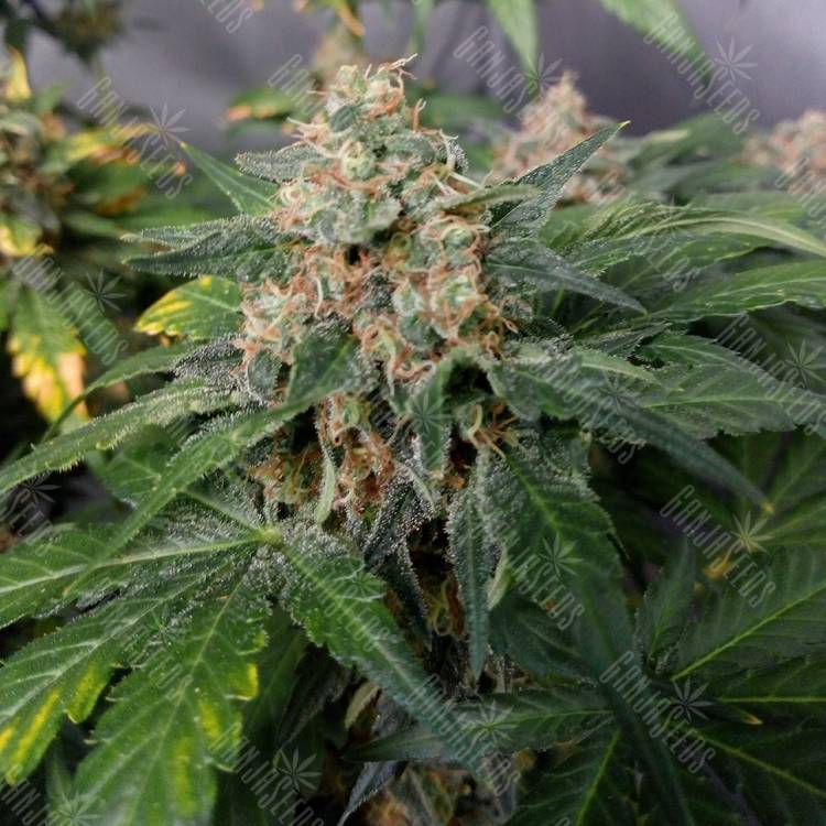 семена конопли для выращивания Black Jack feminised Sweet Seeds семена конопли для выращивания Black Jack feminised Sweet Seeds