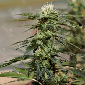 Auto Daiquiri Lime feminised Ganja Seeds