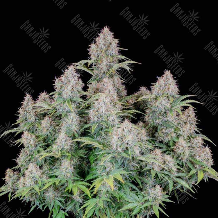 Семена Auto Cinderella feminised Ganja Seeds Семена Auto Cinderella feminised Ganja Seeds