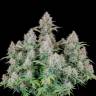Семена Auto Cinderella feminised Ganja Seeds Семена Auto Cinderella feminised Ganja Seeds