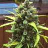 Купить семена Auto Cinderella feminised Ganja Seeds Купить семена Auto Cinderella feminised Ganja Seeds