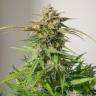 Купить семена конопли Auto Cinderella feminised Ganja Seeds Купить семена конопли Auto Cinderella feminised Ganja Seeds