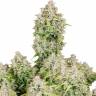 Заказать семена конопли Auto Cinderella feminised Ganja Seeds в Украине Заказать семена конопли Auto Cinderella feminised Ganja Seeds в Украине