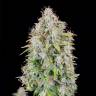 Семена Auto Cinderella feminised Ganja Seeds с доставкой по Украине Семена Auto Cinderella feminised Ganja Seeds с доставкой по Украине