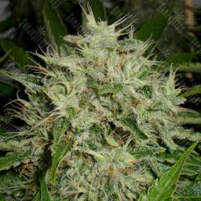 The Doctor feminised Green House Seeds