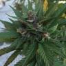 Blueberry feminised Dutch Passion Seeds