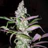 Blueberry feminised Dutch Passion Seeds