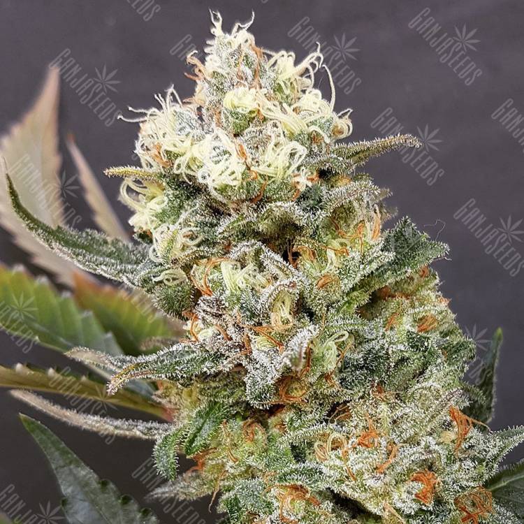 AK 47 x Black Domina feminised Breeders Community Seeds