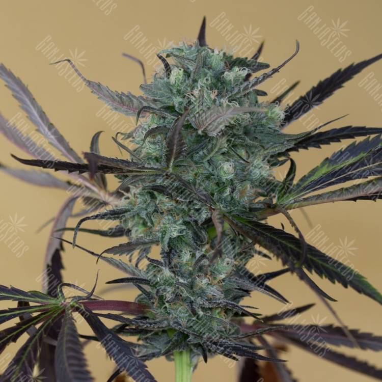 Chemdog regular Ganja Seeds