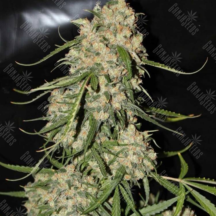 Auto Moscow regular Ganja Seeds Auto Moscow regular Ganja Seeds