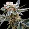 купить семена конопли White Alien feminised DNA Genetics