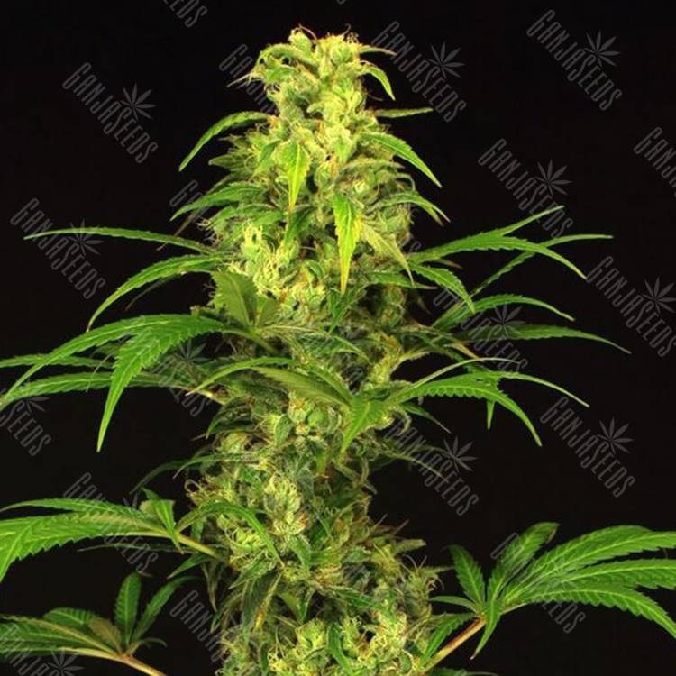 семена конопли курьером Spicy Bitch feminised Exotic Seed